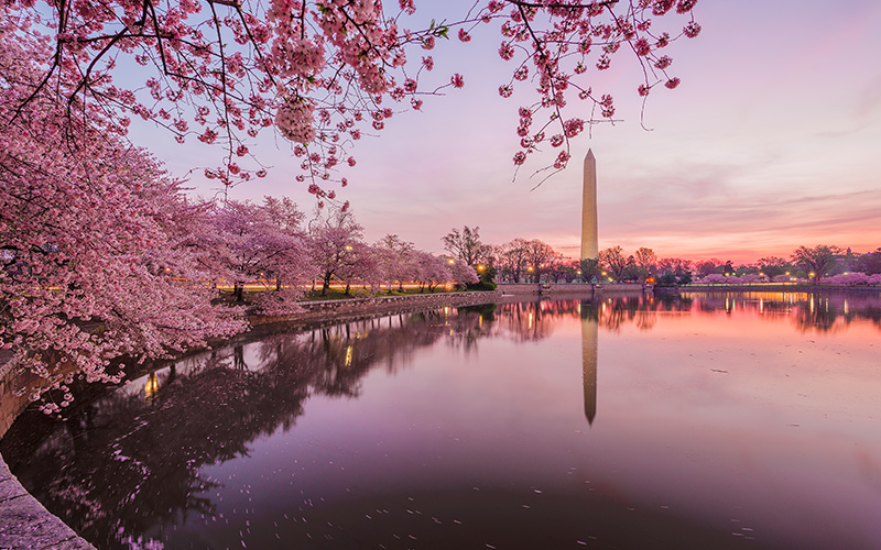 opplevelsene i Washington D.C. cherry blossoms