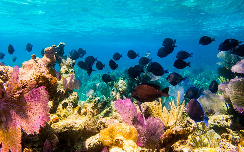 Reisetips til Mexico - Great Mayan Reef